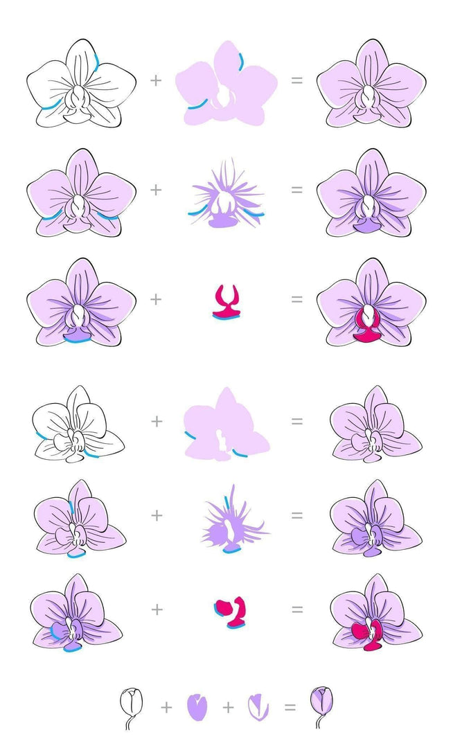 Altenew Clear Stamps Oriental Orchid Korean Stamp Set